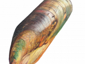 Mussel PNG Photo