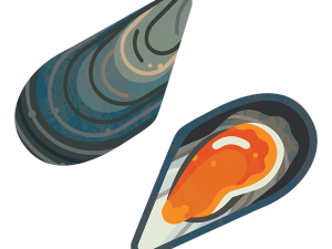 Mussel PNG Photos