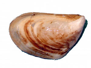 Mussel PNG Pic