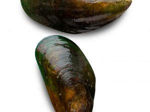 Mussel Seafood PNG Cutout