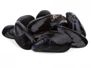 Mussel Seafood PNG Image