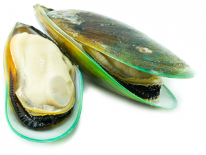 Mussel Seafood PNG Photos