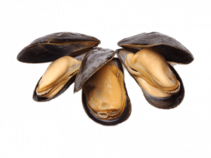 Mussel Seafood Transparent