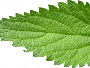 Nettle Leaf PNG