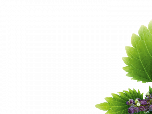 Nettle Leaf PNG Cutout