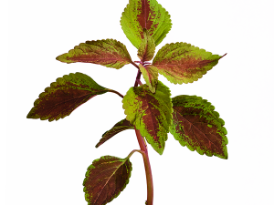 Nettle Leaf Transparent