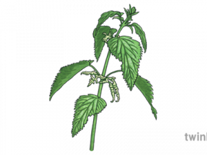 Nettle PNG Photo