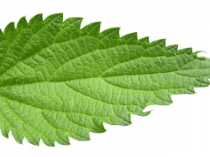 Nettle Plant PNG