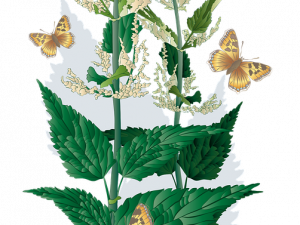 Nettle Plant PNG Image