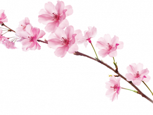 Sakura Cherry Blossom PNG Images