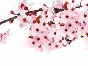 Sakura Japan PNG File