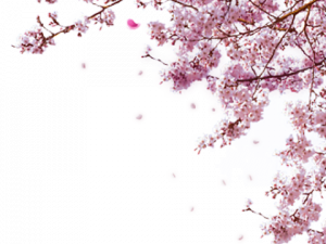 Sakura Japan PNG Image