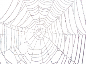 Spider Web No Background