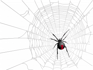 Spider Web PNG HD Image