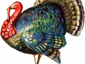 Turkey PNG Cutout