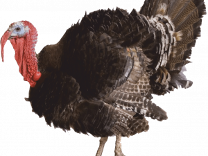 Turkey PNG Images HD