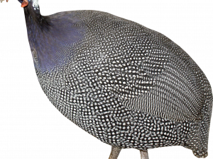 Turkey PNG Photos