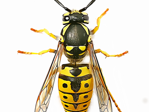 Wasp Bee PNG Cutout