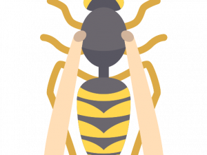 Wasp Bee PNG File