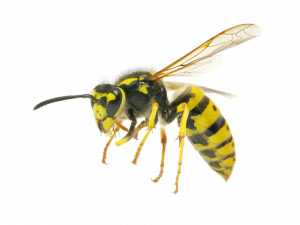 Wasp Bee PNG Image HD