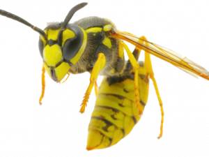 Wasp Bee PNG Pic