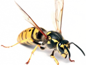 Wasp Hornet PNG Image