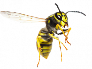 Wasp No Background