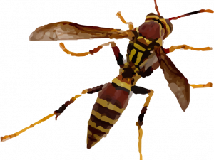 Wasp PNG Cutout