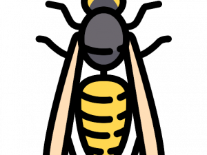 Wasp PNG Image