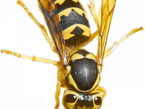 Wasp PNG Image HD