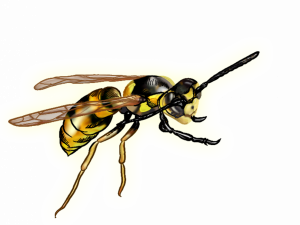 Wasp Queen PNG Pic