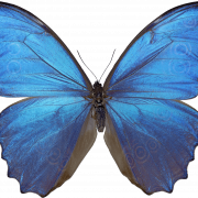 Blue Butterfly No Background