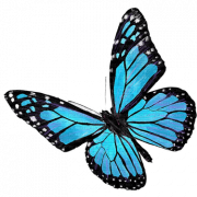 Blue Butterfly PNG Images