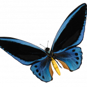 Blue Butterfly PNG Images HD