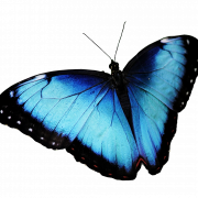 Blue Butterfly Transparent