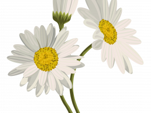 Daisy PNG