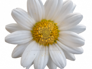 Daisy PNG Images HD