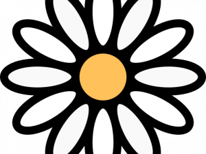 Daisy PNG Photo