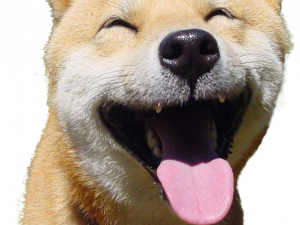 Doggo PNG