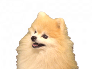 Doggo PNG Clipart