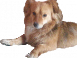 Doggo PNG File