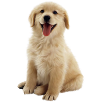 Doggo PNG Free Image