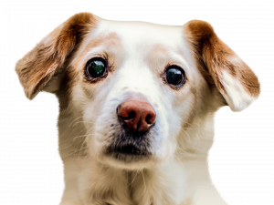 Doggo PNG Image