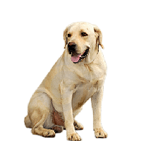 Doggo PNG Image File