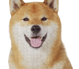 Doggo PNG Images