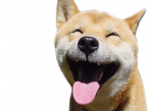 Doggo PNG Photo