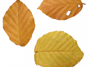 Fall Leaf PNG Clipart