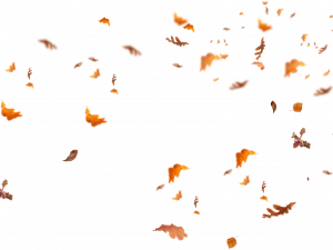 Fall Leaf PNG Cutout