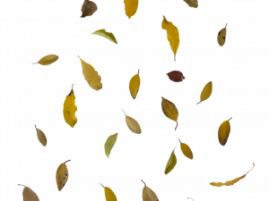 Fall Leaf PNG Free Image