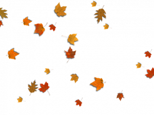 Fall Leaf PNG Image